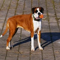 Из жизни животных(серия) :: Владимир Манкер