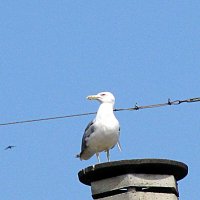 Барселона. :: Владимир Драгунский