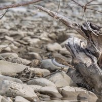 кулик :: юрий макаров