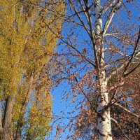 октябрь :: Елена Шаламова