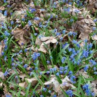 Весны цветение ... :: Ravile 