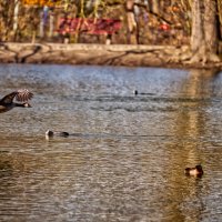 Пруд :: Jakob Dick