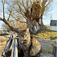 Котик в лодке. :: Валерия Комова