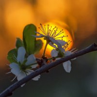 Провожая солнце :: Наталья Димова