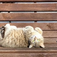 Кошка на солнышке. :: Милешкин Владимир Алексеевич 