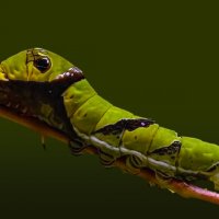 Гусеница бабочки-совы :: Aleksey Afonin