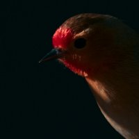 Огненноголовая синица :: Yudong Liu