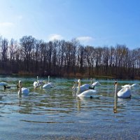 Лебединое озеро.... :: Галина 