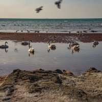 Каспий :: Анатолий Чикчирный