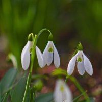 Подснежник . :: Giant Tao /