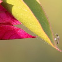 Горбатка- скайл - флай. Горбатая муха. :: Оля Богданович