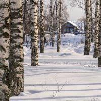 Березовый парк :: Сергей Ц