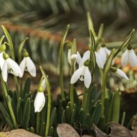 17 марта, подснежники :: Татьяна Львова