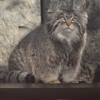 Манул Тимоша :: <<< Наташа >>>