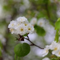 Весна. :: Оля Богданович