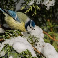 Лазоревка. :: Nikolay Lovec