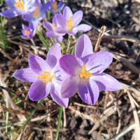 Крокус :: Сапсан 