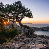 Крымский бансай :: Сергей Сабешкин