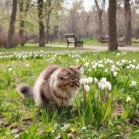 Ароматы весны :: Ольга 