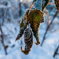 Сухие листья смородины зимой :: Лилия 