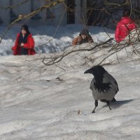 Московская ворона :: Дмитрий И_