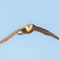 Ястреб-тетеревятник в полёте :: Дарья Меркулова