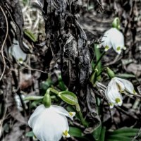 Белоцветник весенний :: Veera V