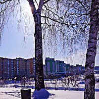 Март...Весеннее солнце за березами! :: Владимир 