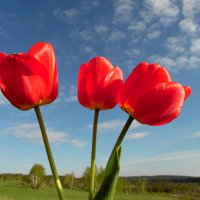 Тюльпаны. :: nadyasilyuk Вознюк