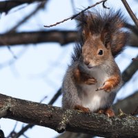 Красотка. :: Владимир Безбородов