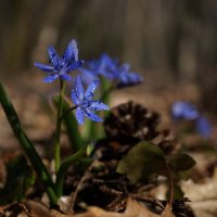 Весна ! :: Вен Гъновски