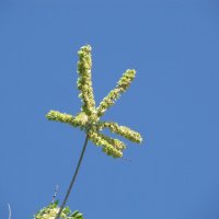 май привтствует :: Елена Шаламова