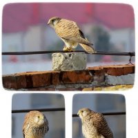 Экзотическая модель :: Сеня Белгородский