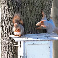 Белки в марте :: Мария Васильева