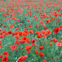 Природа Крыма :: Изумительная Космея