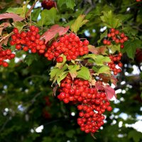 калина красная :: Aleksandr .