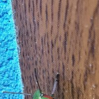 ЖуЖу :: АЛЕКСЕЙ СЕРГЕЕВИЧ