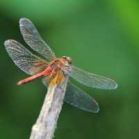 Летняя стрекоза :: ZNatasha -