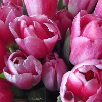 Тюльпаны :: Freddy 97