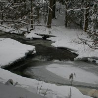 Лесной ручей :: Ирэн 