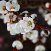 Груша в цвету :: Алексей Бабицын