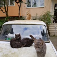 Дворовые кошки :: Tata Wolf