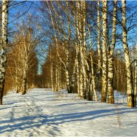 Март в берёзовой роще :: Валентин Котляров