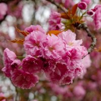 Радость цветения... :: Николай Гирш