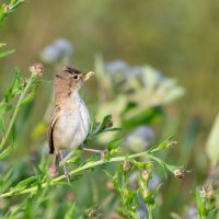 Камышовка :: Владимир Лазарев
