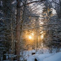 Солнце сквозь ветви деревьев :: Лилия 