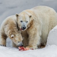 Белый :: SanSan 