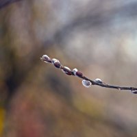 Мартовский этюд :: Валерий Иванович