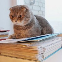 Все ли документы подготовлены для налоговой? :: Галина Нестратова