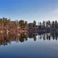 Пока что "серый лебедь" :: Alexandеr P